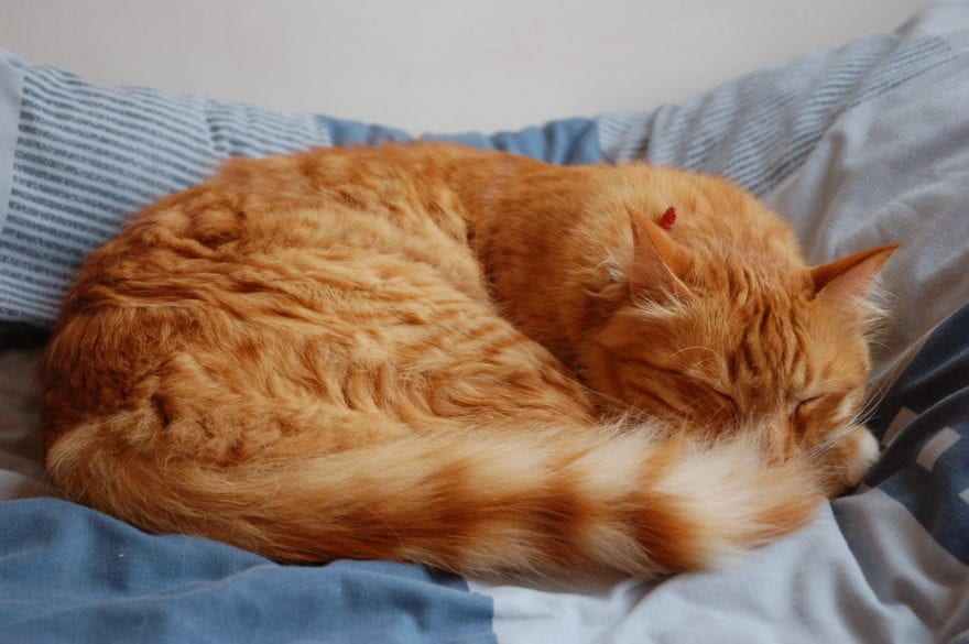 A cat curled up on a bed
Description automatically generated