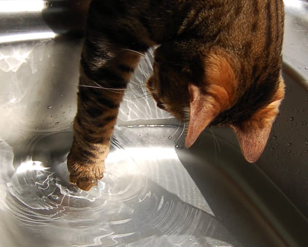 A cat drinking water from a sink
Description automatically generated