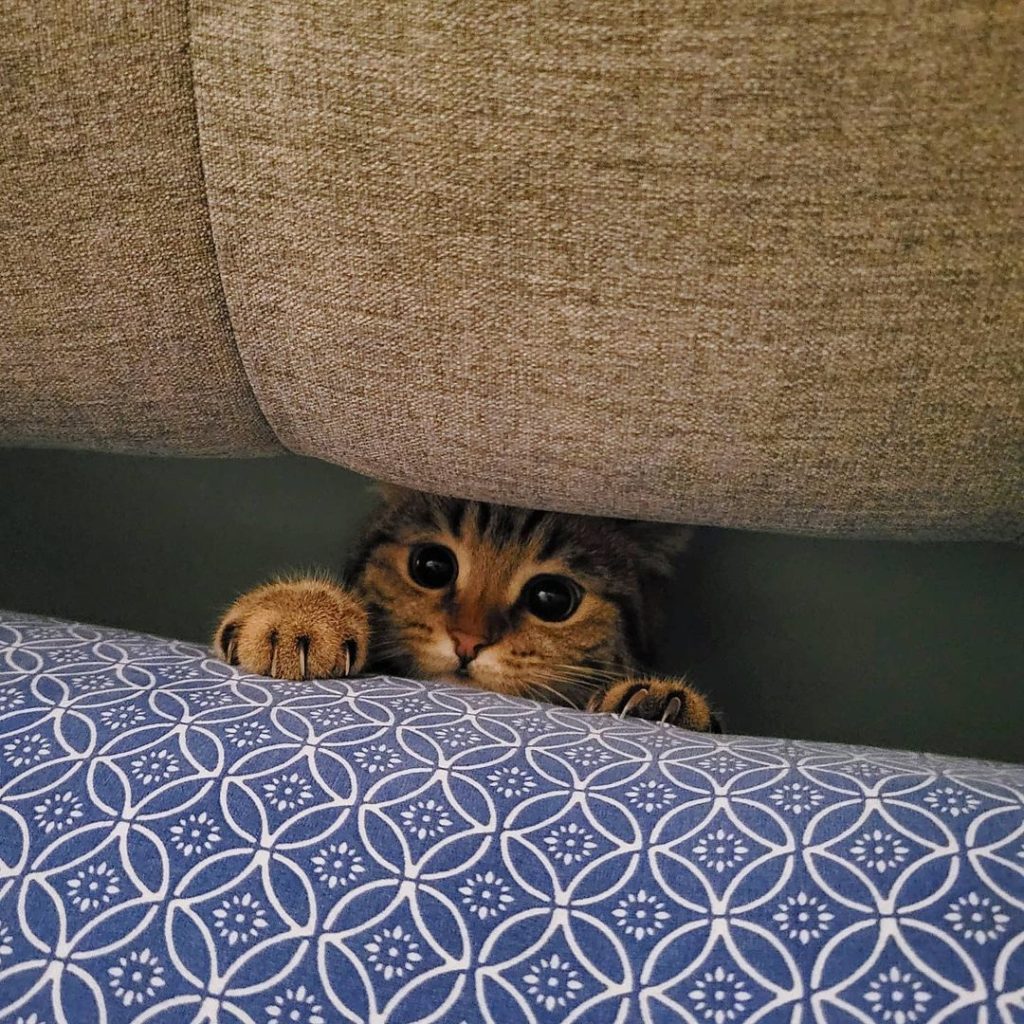 A cat hiding under a couch
Description automatically generated