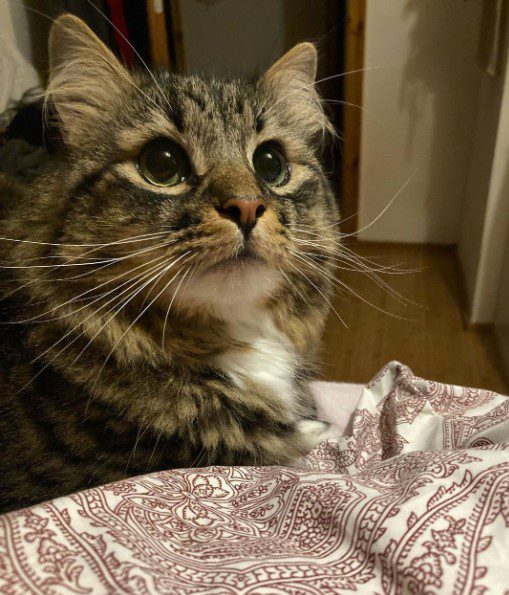 A cat looking up at something
Description automatically generated