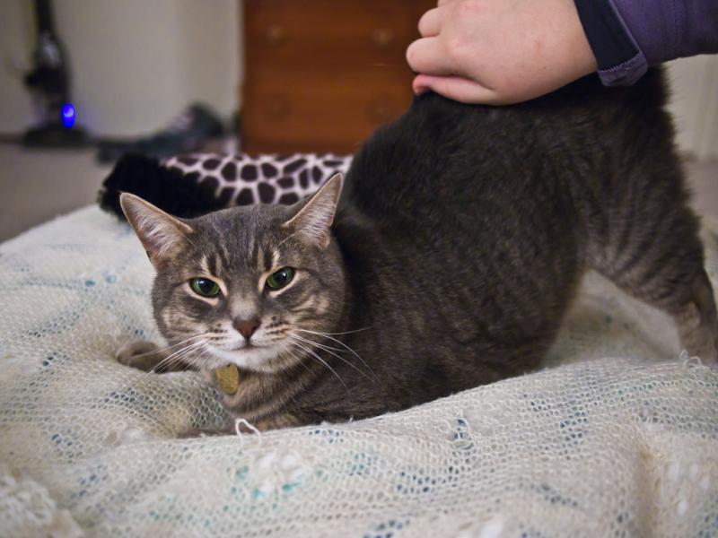 A cat lying on a blanket
Description automatically generated