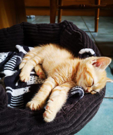 A cat sleeping in a bed

Description automatically generated