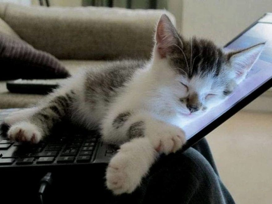 A cat sleeping on a computer
Description automatically generated