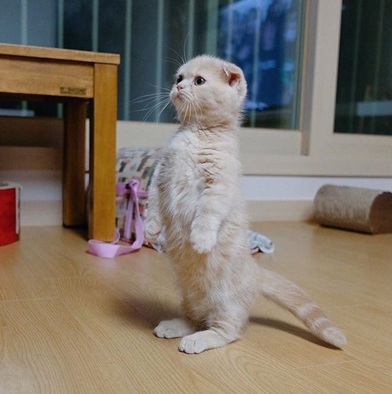 A cat standing on its hind legs
Description automatically generated