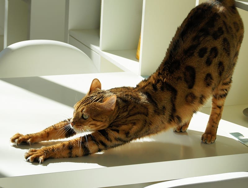 A cat stretching on a table
Description automatically generated