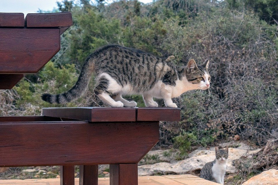 A cat walking on a wood deck
Description automatically generated