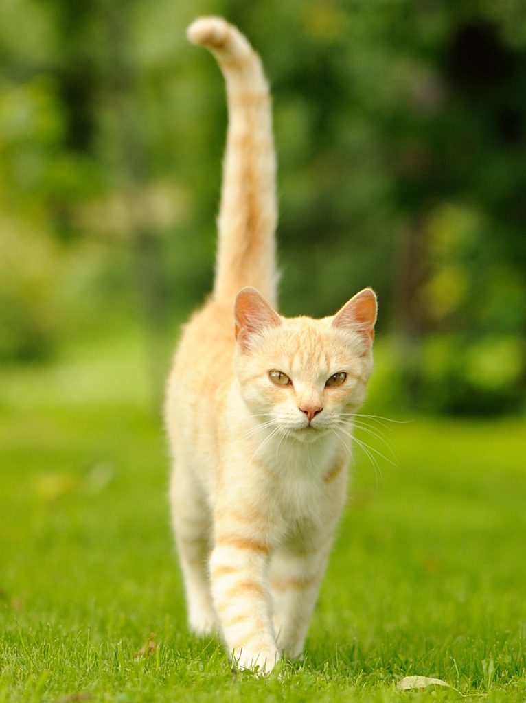 A cat walking on grass
Description automatically generated
