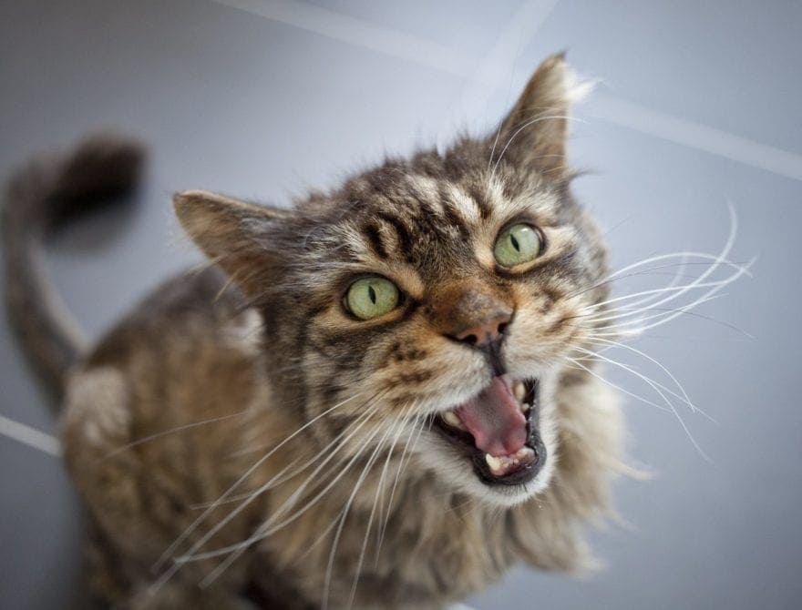 A cat with its mouth open
Description automatically generated