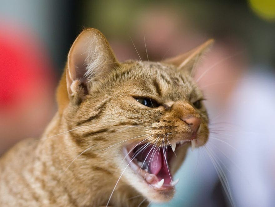 A cat with its mouth open
Description automatically generated