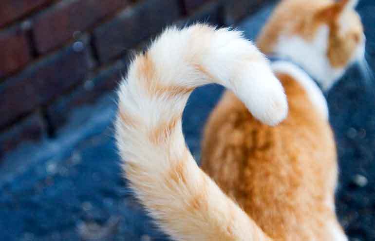 A cat's tail with a blue collar