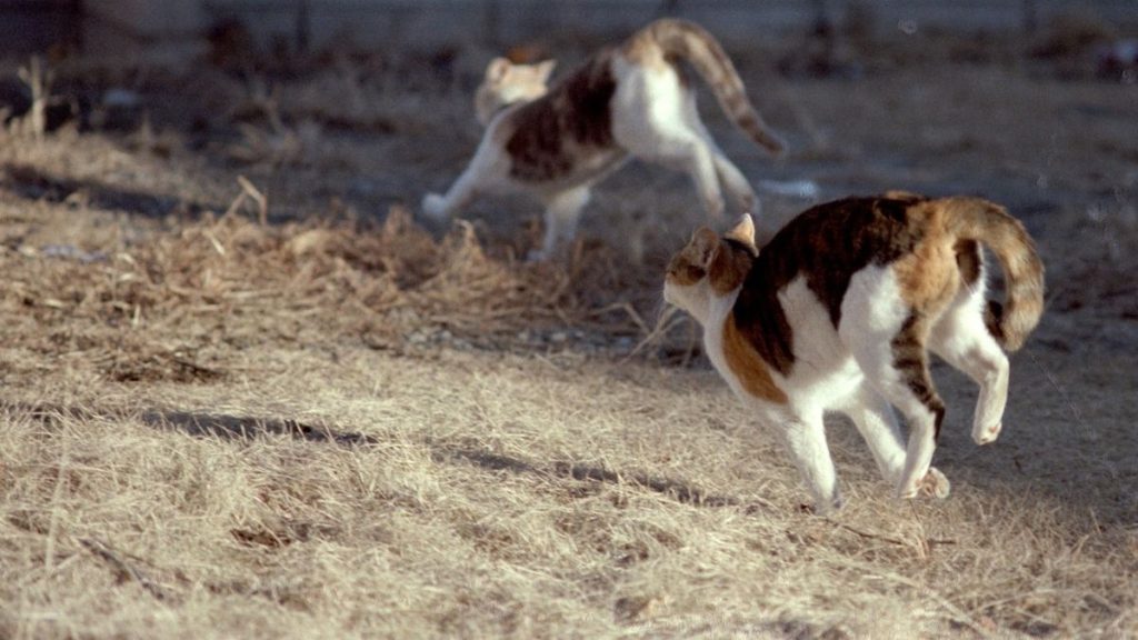 A group of cats running in a field
Description automatically generated
