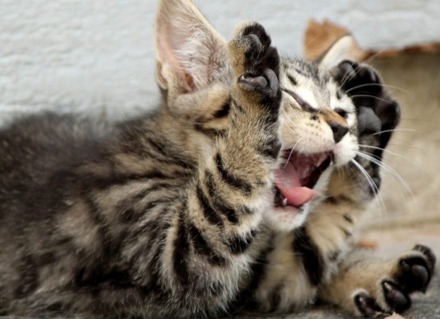 A kitten with its mouth open
Description automatically generated