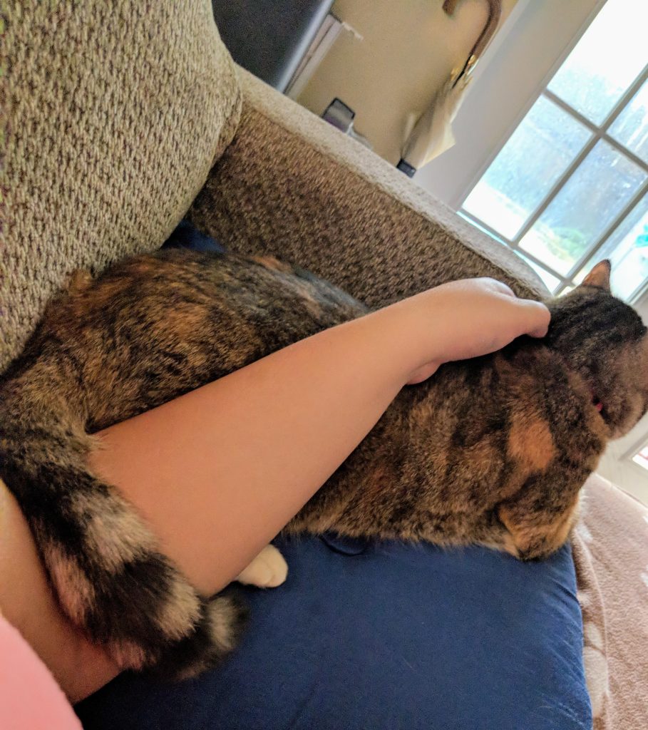 A person petting a cat
Description automatically generated