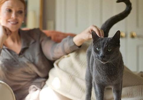 A person petting a cat
Description automatically generated