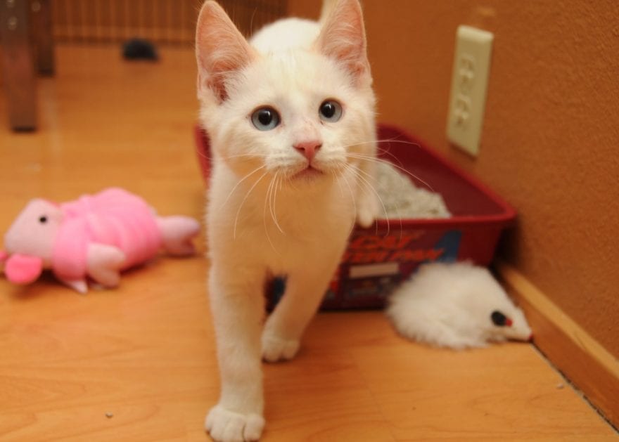 A white cat with blue eyes walking on a wood floor
Description automatically generated