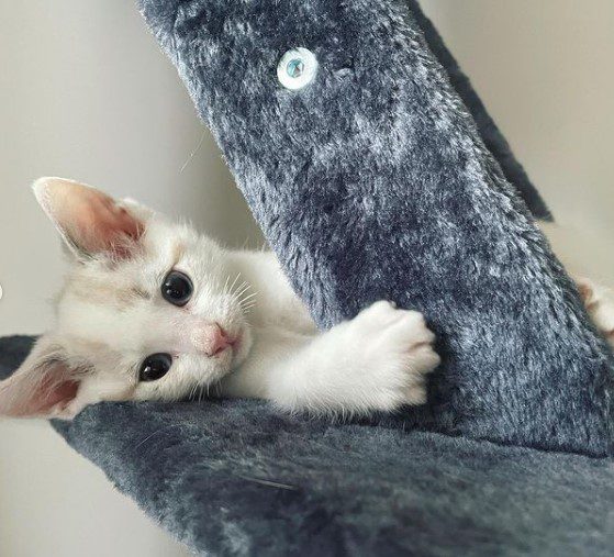 A white kitten lying on a cat tree

Description automatically generated
